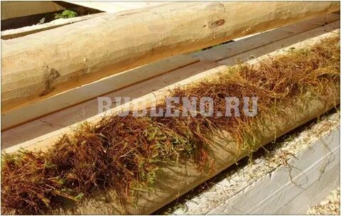 Баня какой мох