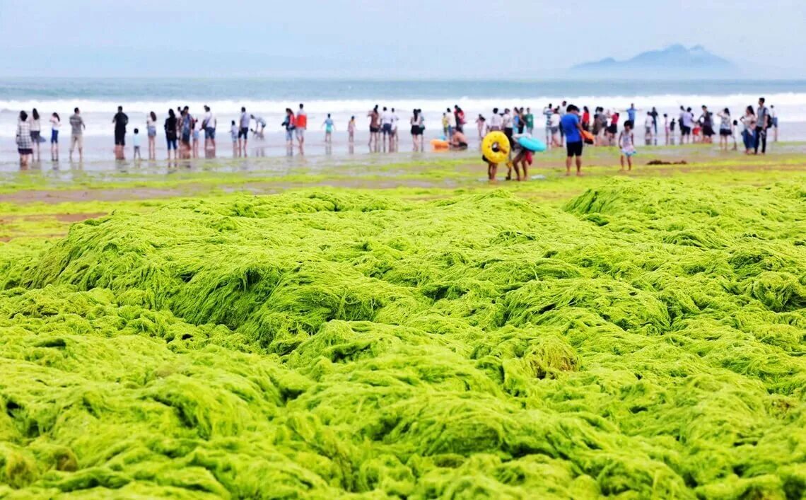 Водоросли в анапе. Желтое море Китай. Цветение водорослей в Анапе период цветения. Зеленые водоросли Анапа. Цветение водорослей в Анапе период.