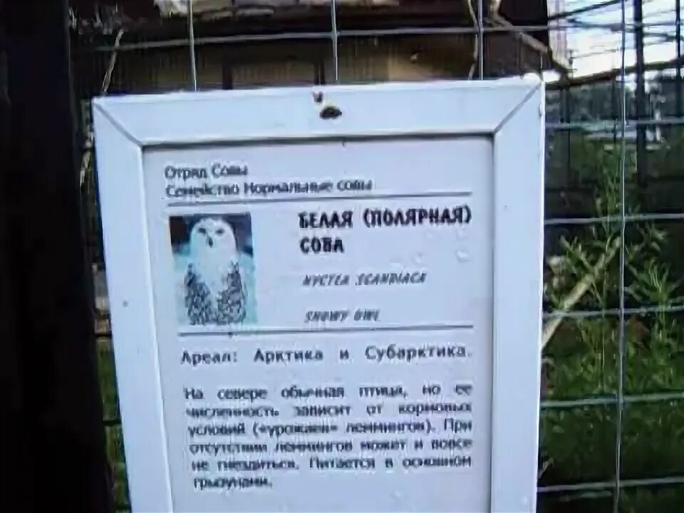 Полярная сова где находится на карте. Полярная сова где находится на карте