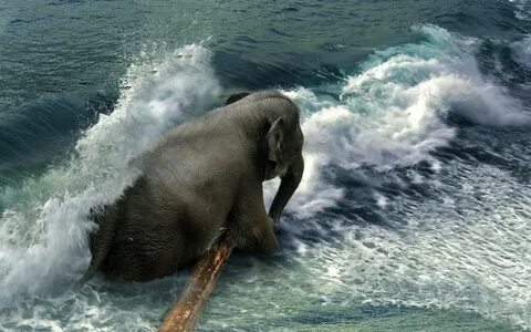 elephant - Full HD Wallpaper, Photo 
