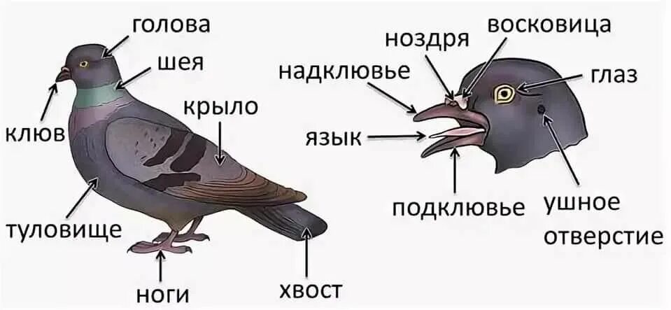 Внешнее строение птицы биология 7 класс. Строение птицы 7 класс биология. Внешнее строение голубя 7 класс биология. Строение туловища голубя внешнее. Отделы тела птиц 7 класс