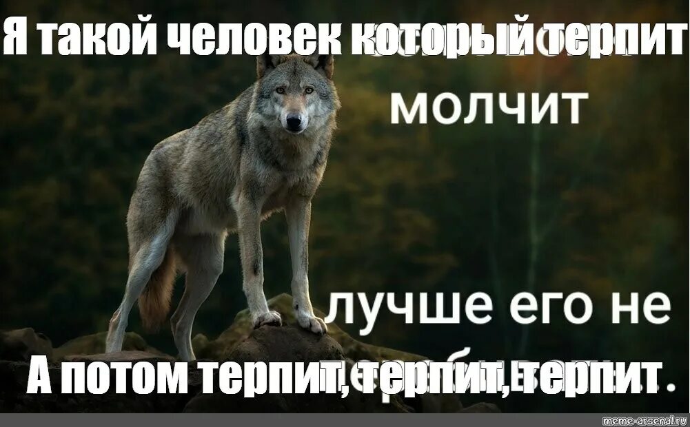 Терплю отзывы. Мем волк терпит. Волк терпит терпит. Я такой человек который террит. Цитаты волка терпит.