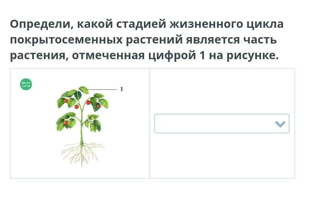 Задания по жизненным циклам растений. Этапы жизненного цикла растений.
