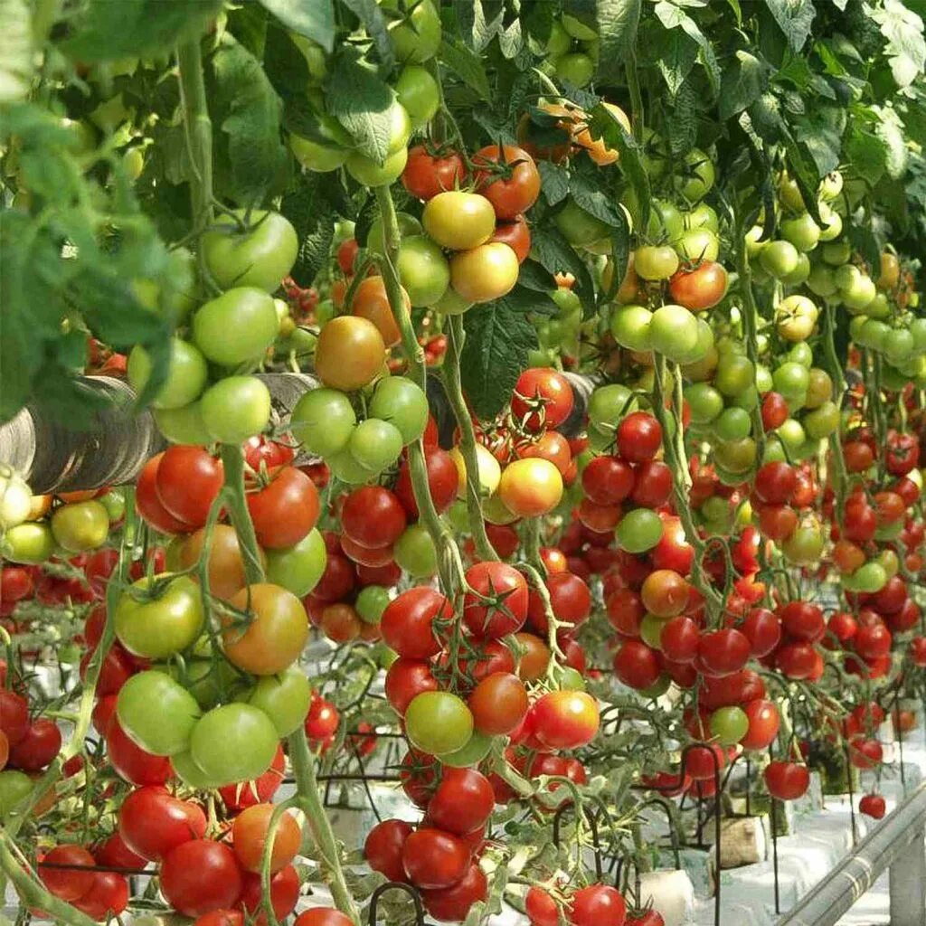 томаты толстой f1 отзывы фото