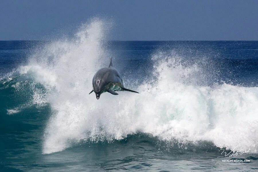 Слушать океан дельфин. Дельфины на волне. Дельфины в океане. Море волны дельфины. Дельфины на гребне волны.