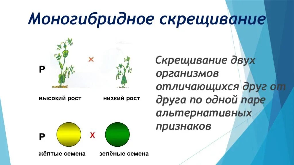 Закономерности наследования моногибридное скрещивание 10 класс. Закономерности наследования моногибридное скрещивание схема. Наследование признаков при моногибридном скрещивании. Многогрбридное скрещивание. Скрещивание особей отличающихся по одной