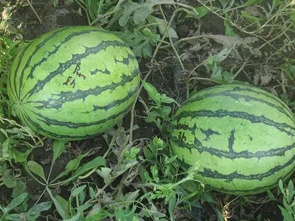 Арбуз астраханский описание сорта
