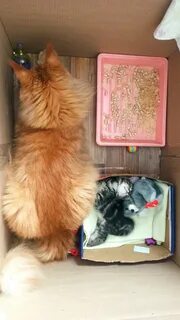 Котобаза