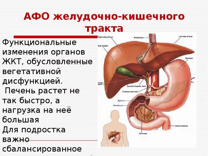 Анатомо физиологические особенности жкт. Анатомо физиологические особенности жкт