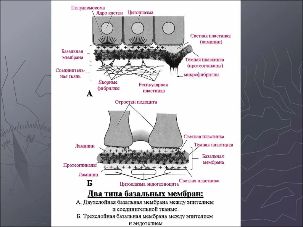 Полудесмосома базальная мембрана. Ретикулярная базальная мембрана. Базальная мембрана клетки. Светлая пластинка базальной мембраны эпителиальных. Базальная мембрана функции