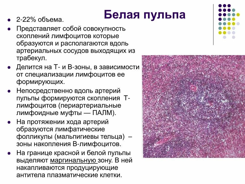 Селезенка особенности. Функции селезенки гистология. Строение белой пульпы селезенки. Красная и белая пульпа селезенки. Функции красной пульпы селезенки.