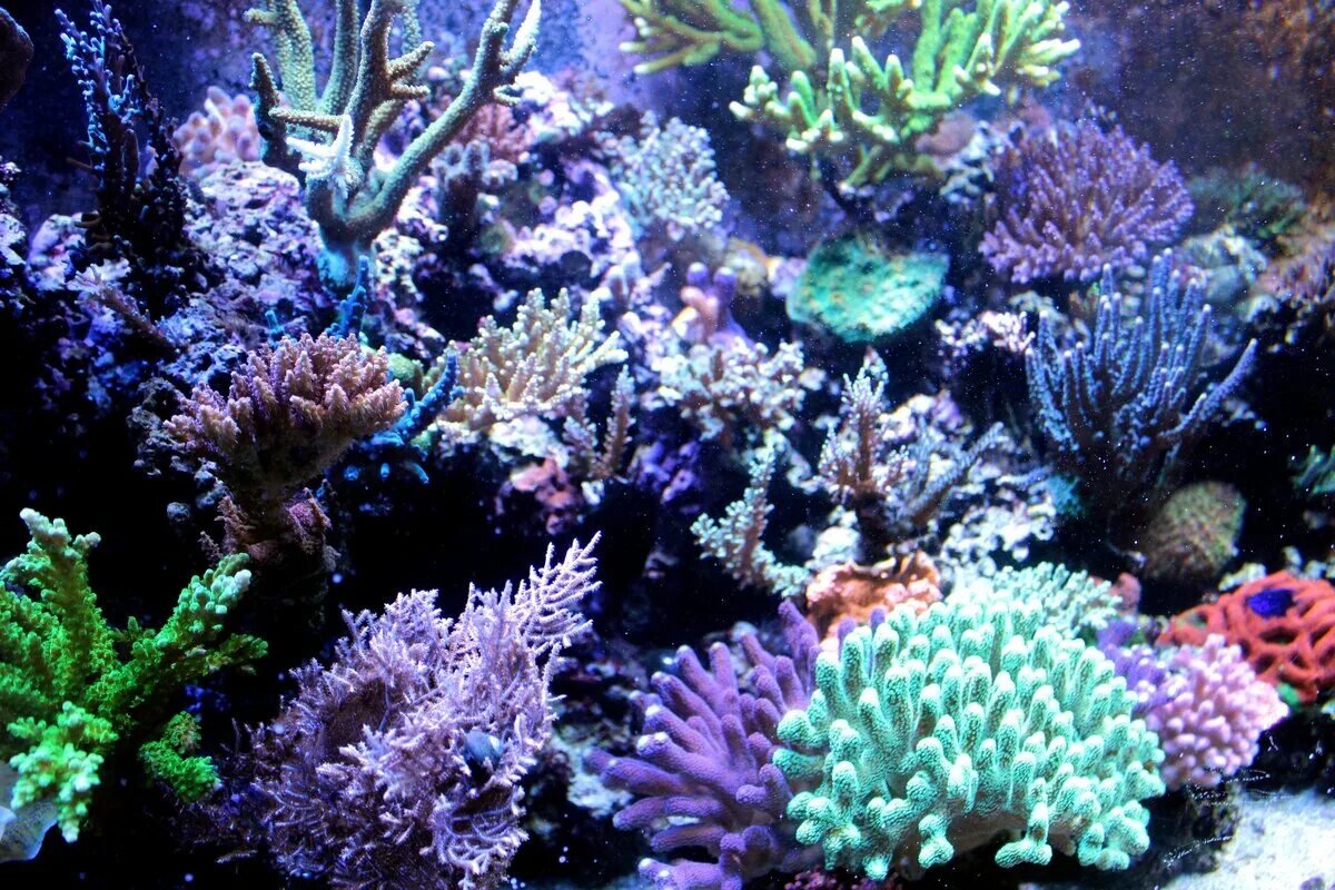 Коралловые рифы образуют. Коралловые полипы рифы. Полипы Барьерный риф. Коралловые рифы Монерон. Коралловые полипы Тихого океана.