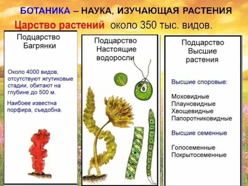 Ботаника это наука изучающая. Ботаника изучает растения. Ботаника это наука изучающая растения. О ботанике кратко. Какая ботаническая наука изучает процесс оплодотворения