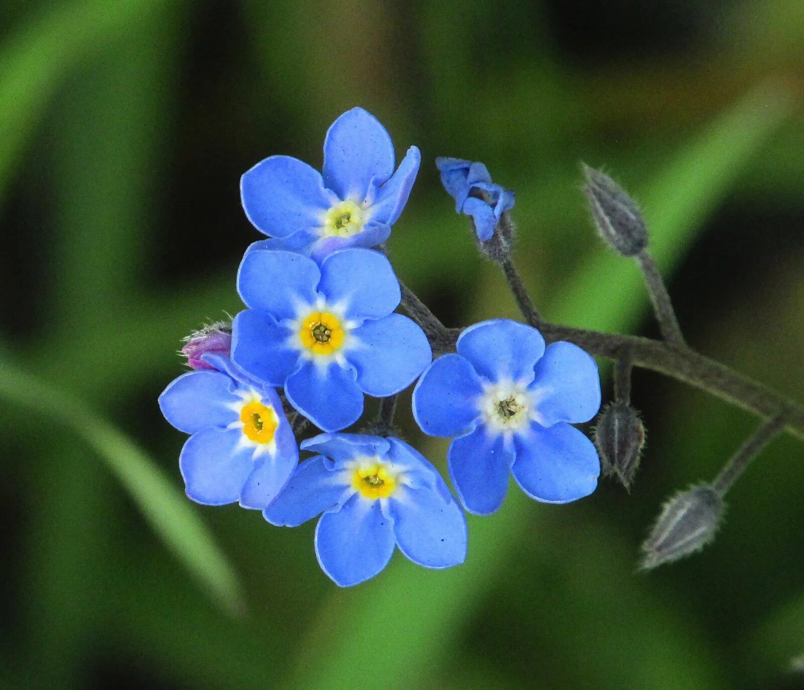 Называется незабудка. Незабудка Лесная Myosotis sylvatica. Незабудка дернистая. Незабудка Полевая (Myosotis arvensis). Незабудка Чекановского растение.