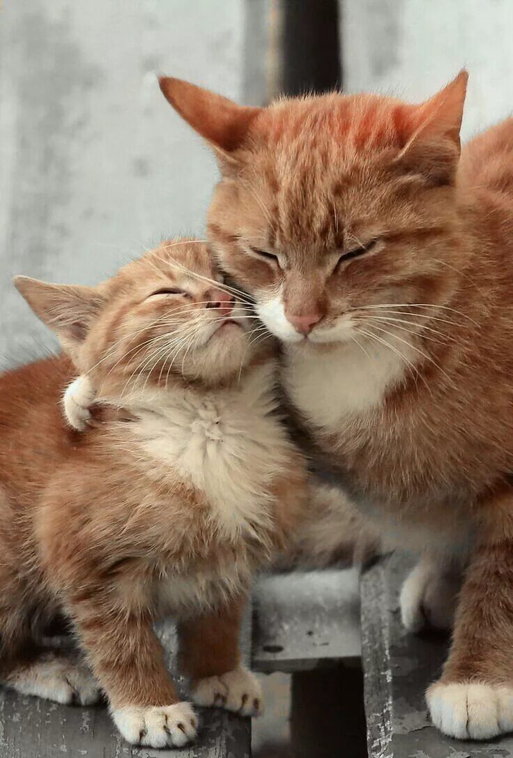 Кот и его сын. Мама кошка. котята с мамой. рыжий котёнок. рыжая кошка с котятами.
