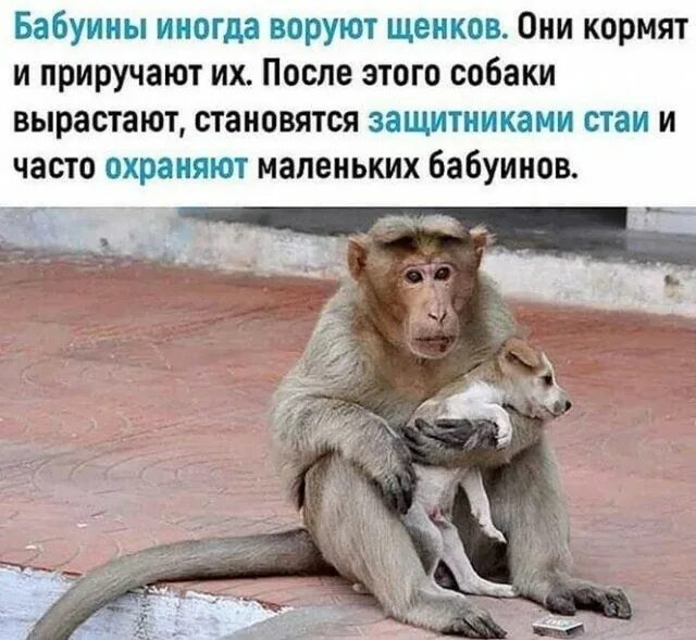 Workshop Steam::Иван Золо-Дисс на Кашу