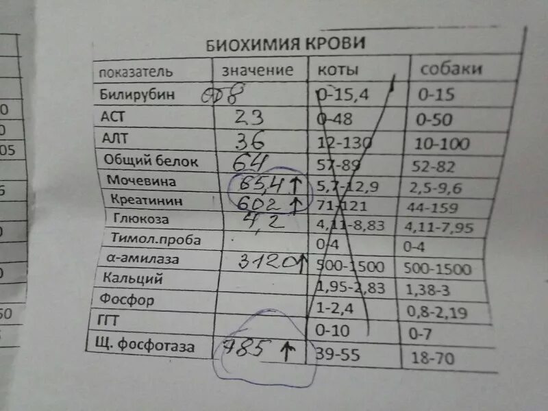 Повышенный аст и алт у собаки
