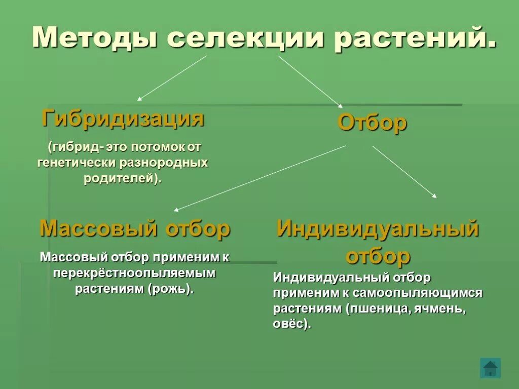 Метод селекции растений. Методы искусственной селекции растений. Методы секций растений. Основные методы селекции растений и животных кратко. Массовый отбор гибридов