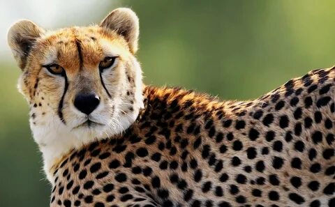 Gepard