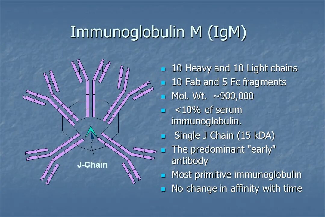 Igm store. IGM иммуноглобулин. Иммуноглобулин IGM 2.4. IGM строение иммуноглобулина. Структура IGM.