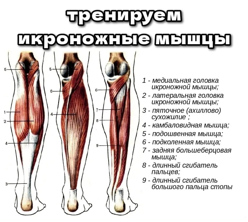 Почему болят сухожилия на ногах. Икроножная и камбаловидная мышцы. Камбаловидная мышца анатомия. Анатомия икроножной мышцы человека. Сухожилие медиальной головки икроножной мышцы.