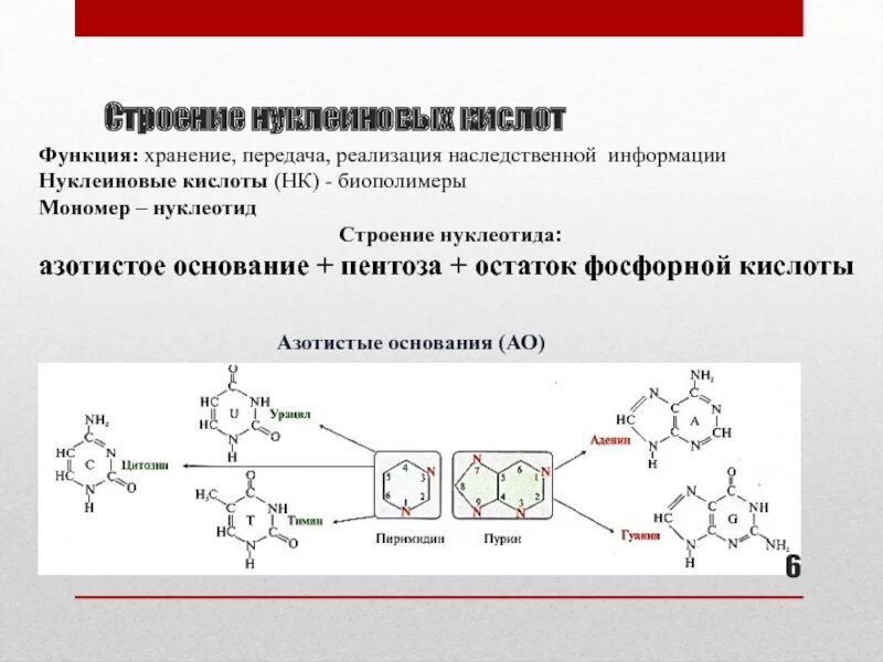 Состав нуклеиновых кислот схема. Химическое строение и функции нуклеиновых кислот. Нуклеиновые кислоты строение структура. Структура и свойства нуклеиновых кислот.