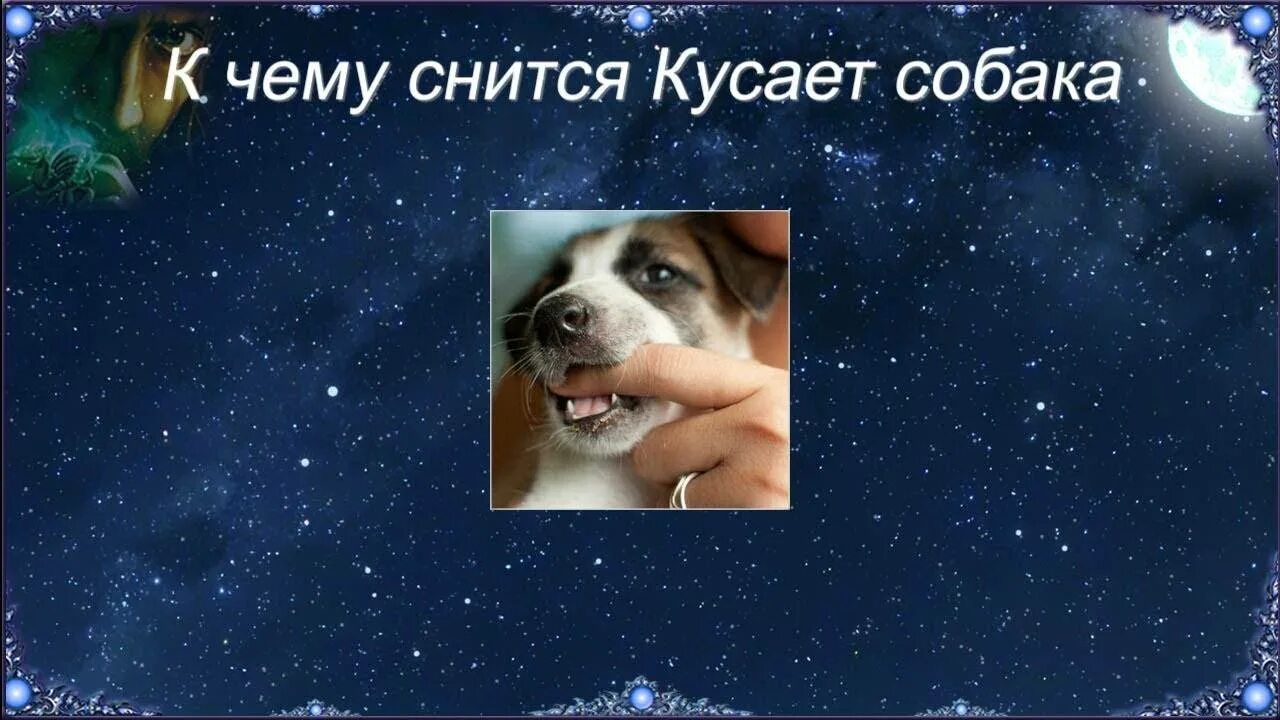 Собака кусает во сне к чему мужчине. К чему снится собака во сне. К чему кусает собака во сне. К чему снится кусание собак. Во сне приснилась кусающая собака.