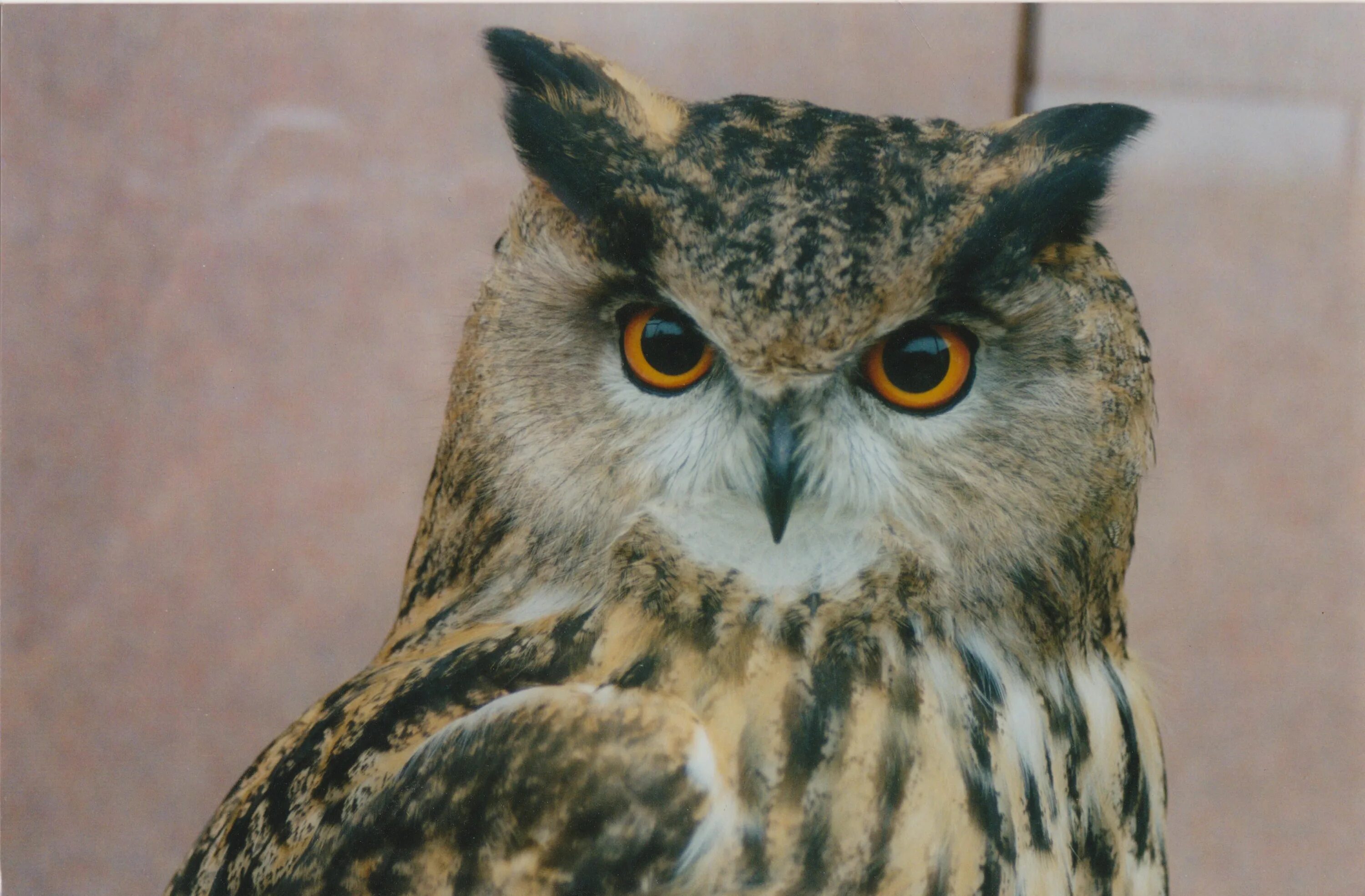 Бородатая неясыть. Филин под характеристики. Сова краткое описание. Красная книга филин 2 класс окружающий мир. Сова для детей.