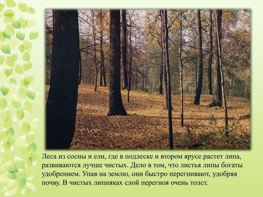 Лес где растет береза. Липа растет в лесу. Где растет липа. Где есть леса. Лес в котором растут липа.