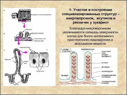 Строение ресничек и микроворсинок