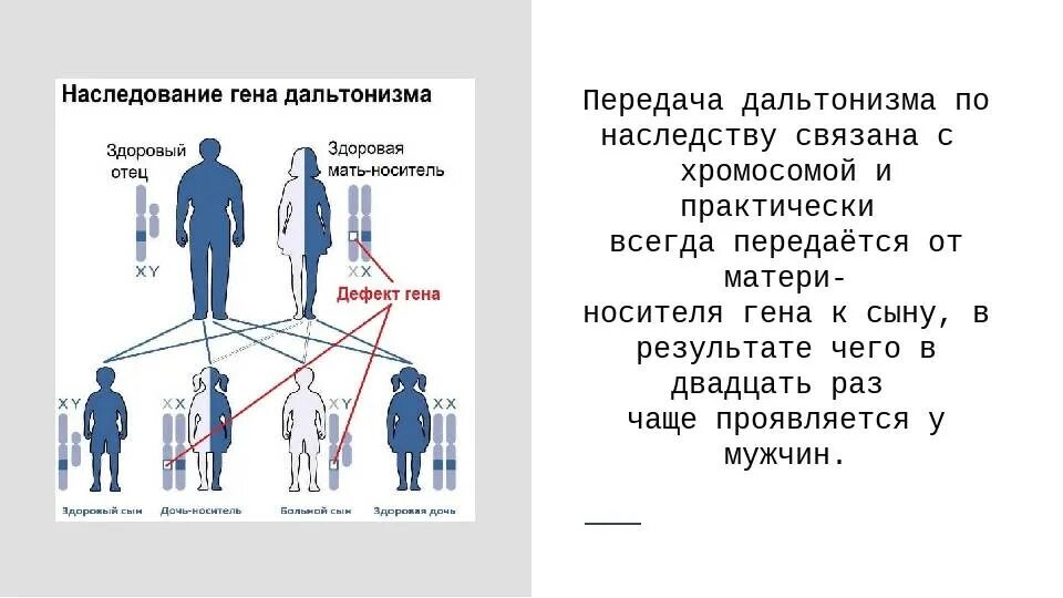 Дальтонизм Тип наследования аутосомно. Дальтонизм генетика Тип наследования. Дальтонизм передается по наследству от отца. Схема наследования дальтонизма. Метод наследования дальтонизма