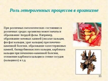 Гетерогенные равновесия в живом организме