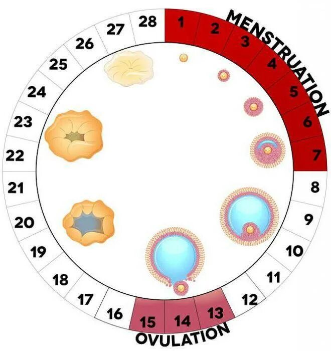 Вероятность забеременеть от предсеменной. Цикл менструационного цикла. Схема менструационного цикла. Цикл менструационного цикла и овуляция. Схема месячных по дням.