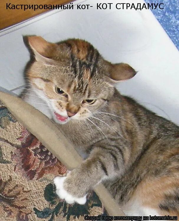 Назвала меня кошечкой. Назвала меня кошечкой. Называет меня кошечкой. Кусь. Я не котик я тигренок.