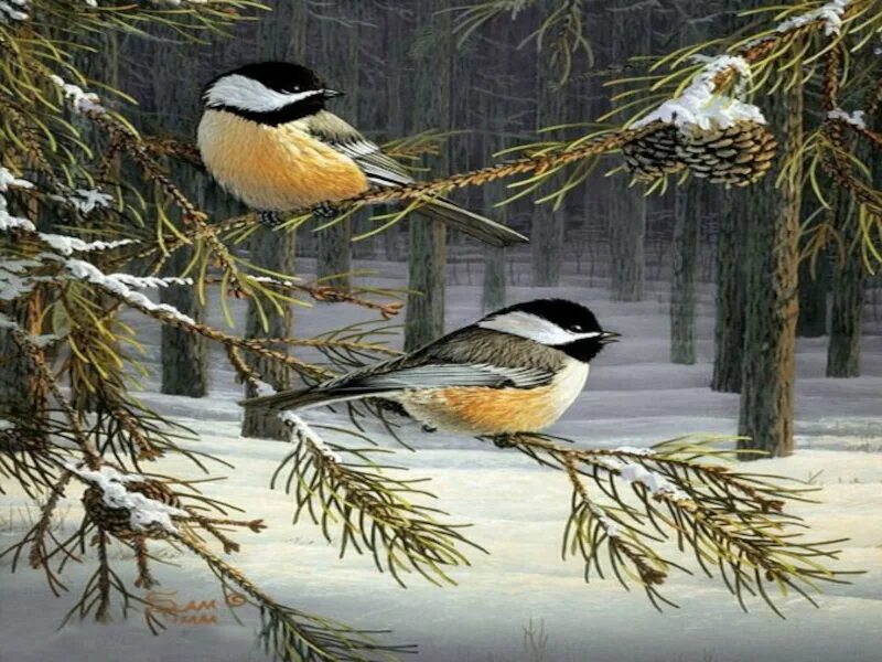 Птицы в зимнем лесу. Картина птицы зимнего леса. Птицы зимой для детей. Зима и птицы ф.