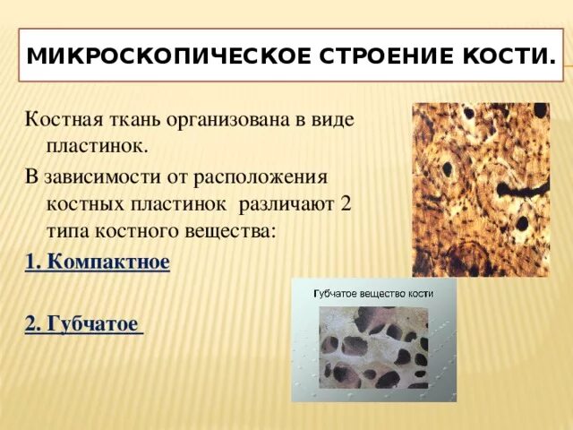 Лабораторная работа строение костной ткани 8. Микроскопическое строение костей. разновидности костных пластинок. типы костного вещества. микроскопическое строение тканей.