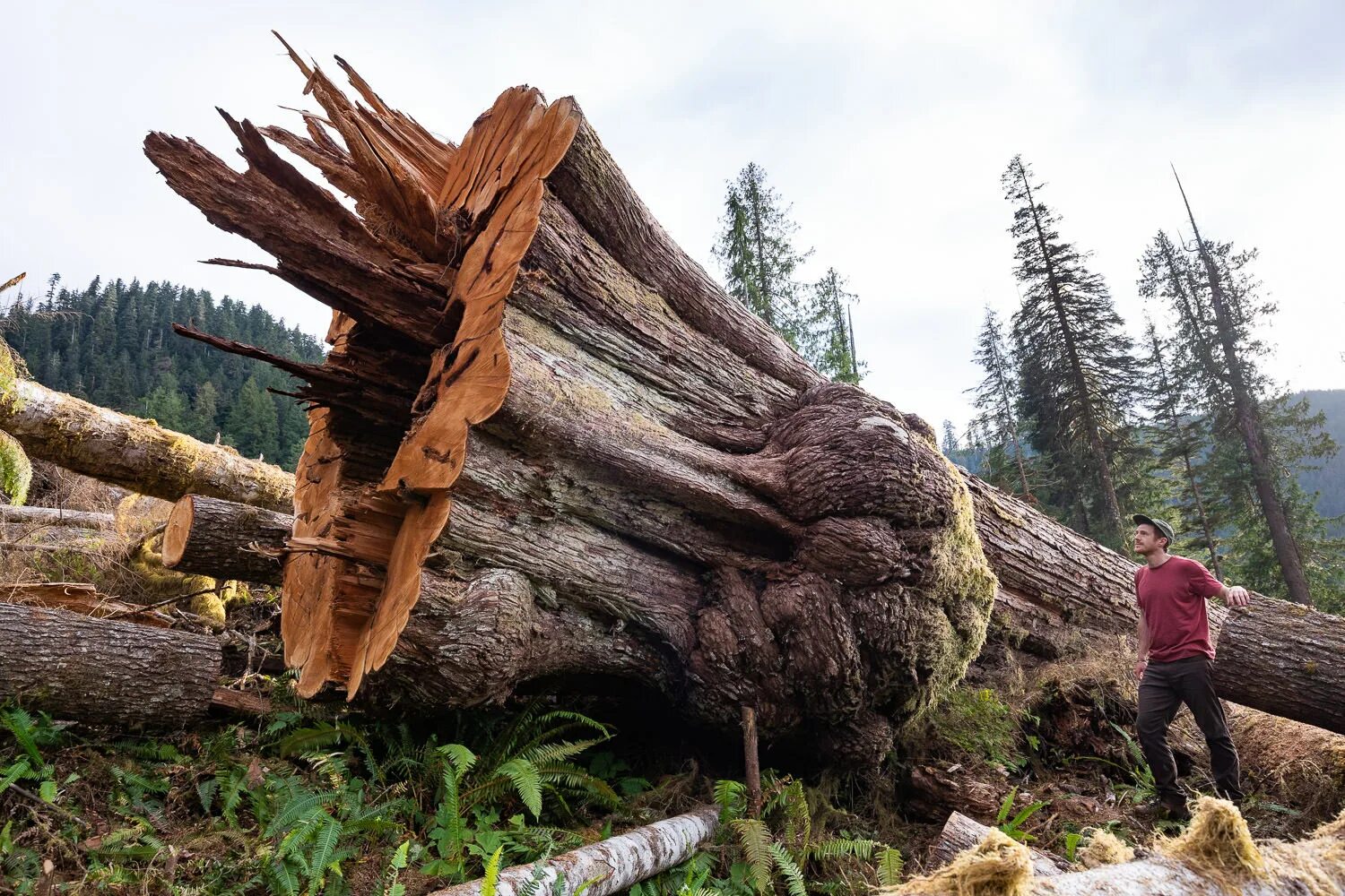 Down trees. Cut down Trees. Cut down Forests. Cutting down Trees. Tree felling.