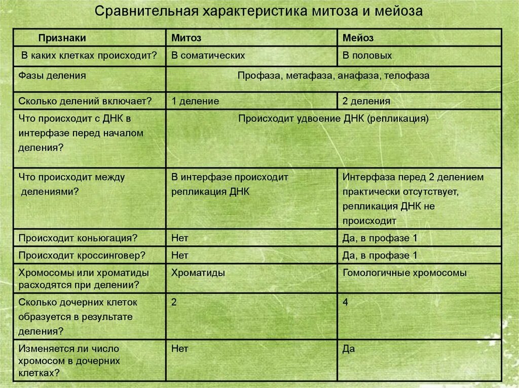 В результате мейоза образуется дочерних клетки. Признаки митоза и мейоза таблица. Метафаза в мейоза и митоза таблица. Профаза митоза и мейоза таблица. Митоз и мейоз таблица параметры для сравнения.