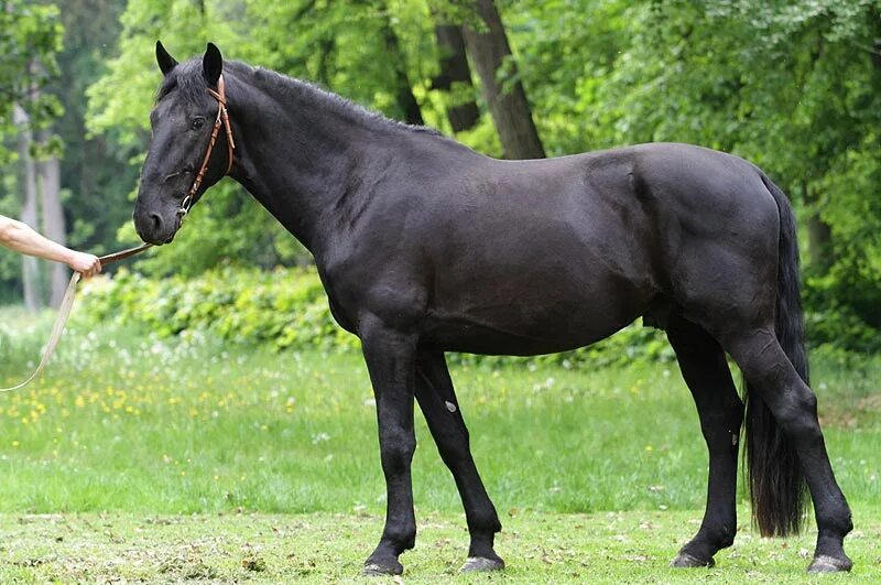 Кладрубская лошадь. Кладрубская порода лошадей. Вороная кладрубская лошадь. Чешская порода лошадей старокладрубская. Кладрубская порода лошадей экстерьер.