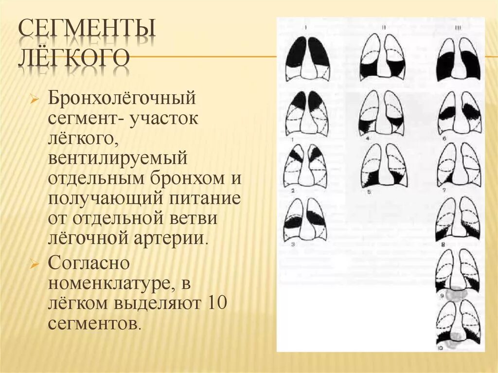 5 сегментов легкого. Сегменты легких. Сегменты легких схема. Строение легкого сегменты. Сегменты легких на рентгенограмме схема.