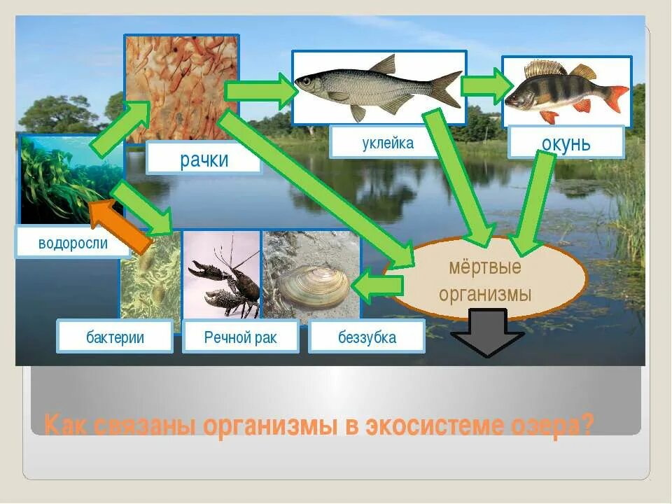 Схема кркговоротавеществ в сообществе водоема. Схема круговорота веществ в сообществе водоема. Цепи питания в водоеме. Круговорот веществ в водоеме. Цепи питания на озерах
