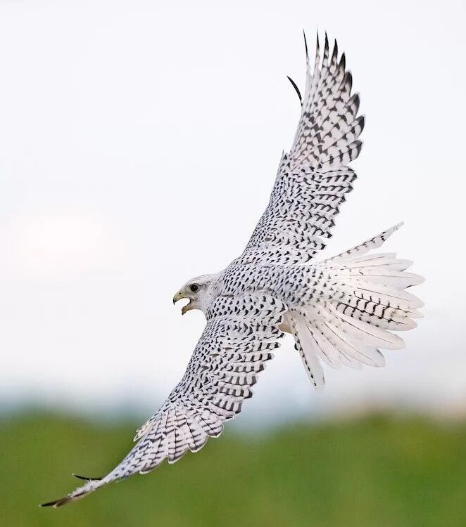 Кречет Falco rusticolus. Камчатский Сокол Кречет. Сокол белый Кречет. Камчатский Кречет птица