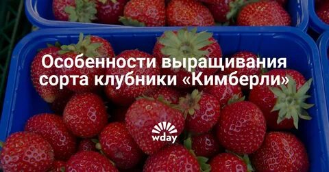 Отзывы кимберли описание сорта фото отзывы
