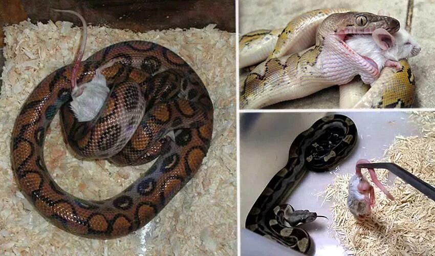 Mum Finds Fighting Pythons In The Shower - YouTube