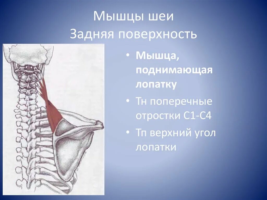 Мышца поднимающая задний. Мышца поднимающая лопатку. мышцы шеи. мышцы задней поверхности шеи. задние шейные мышцы.