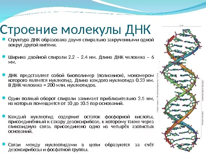 Какая днк у человека