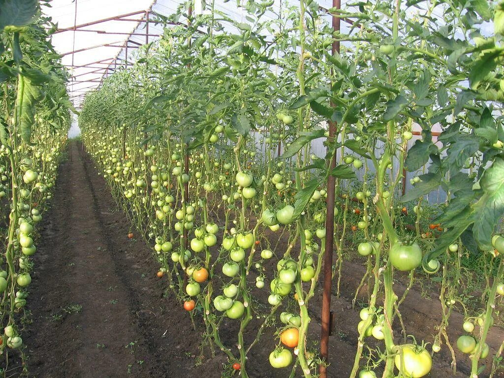 Сколько кустов помидор можно посадить. Высокорослые томаты подвязка. Подвязка помидор черри. Подвязка высокорослых помидоров в теплице. Подвязка черри индетерминантный сортов.