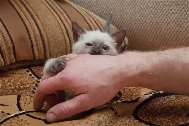 Укус пальца кошкой. Маленький кусачий котёнок. Маленький котенок кусается. Кот кусает руку. Маленький котик кусает палец.