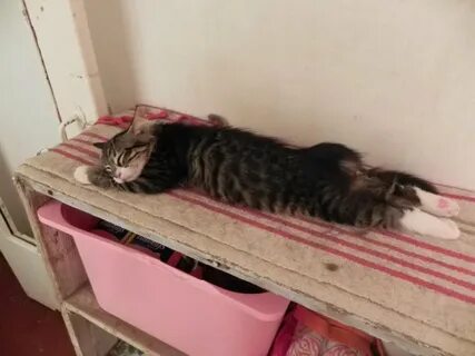 Котята в добрые пермь