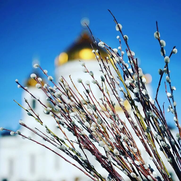 Вербное воскресенье можно ли делать дела. С вербным воскресеньем. верба церковь. православные отмечают вербное воскресенье. верба православие.